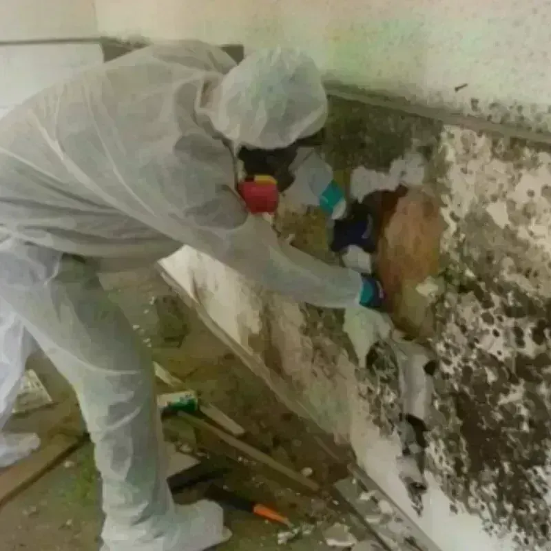 Mold Remediation and Removal in Gretna, LA